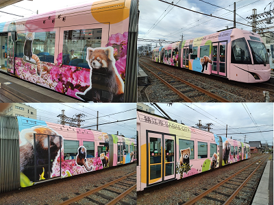 レッサーパンダ・ラッピング電車が運行開始しました